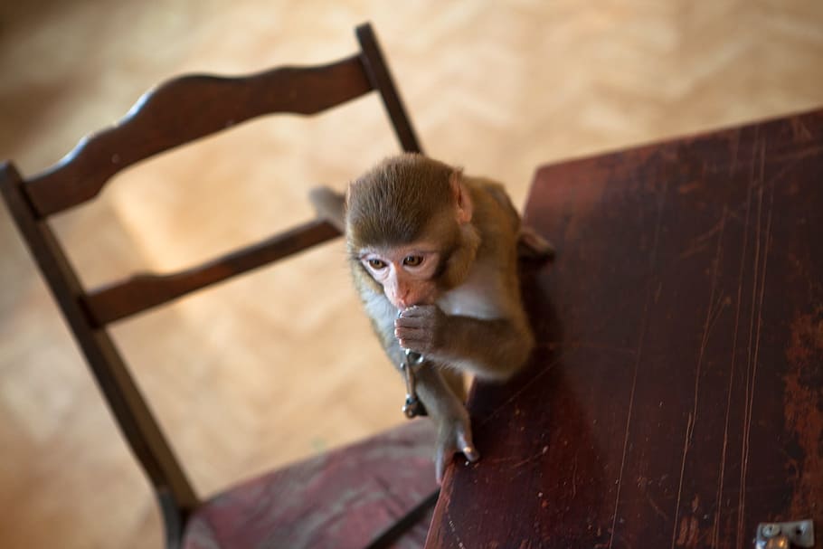 monkey, indoors, closeup, ape, mammal, sitting, brown, creature HD wallpaper