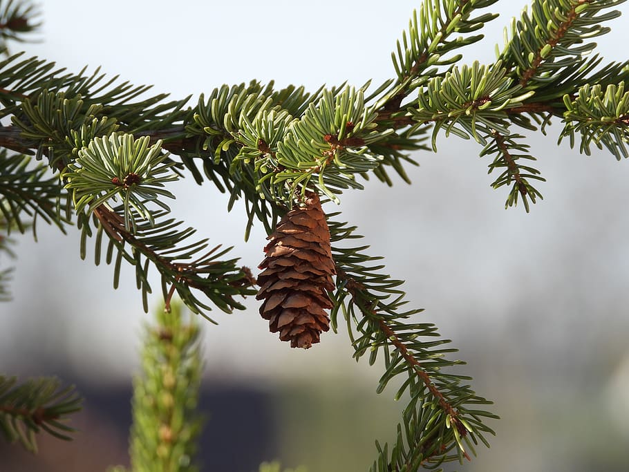 pine cone, sprig, nature, tree, coniferous, iglak, plant, leaf HD wallpaper