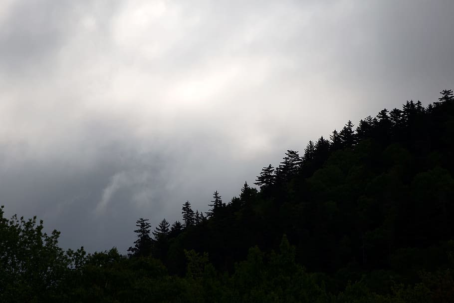 black, clouds, forest, gray, mountains, sky, trees, plant, beauty in nature HD wallpaper