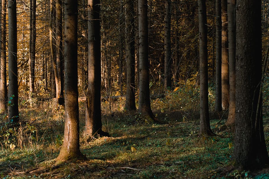 Brown Trees, colors, daylight, environment, forest, grass, green HD wallpaper
