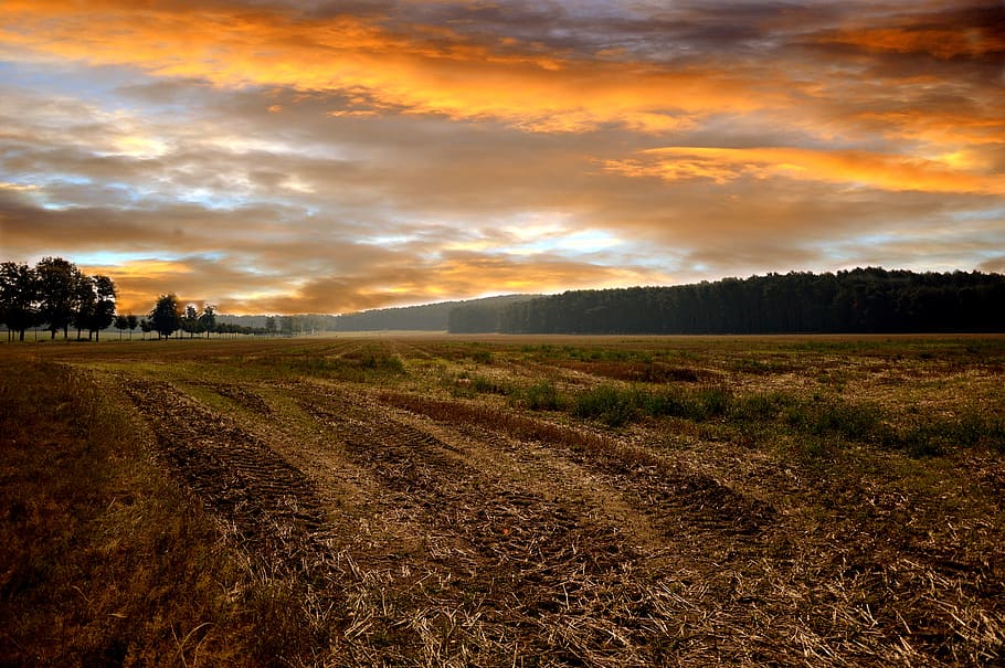 landscape, field, nature, evening sky, clouds, summer, arable land HD wallpaper