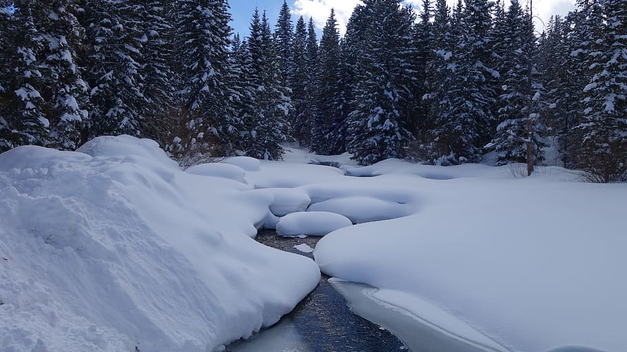 trees and snow during daytime, plant, fir, abies, nature, outdoors HD wallpaper
