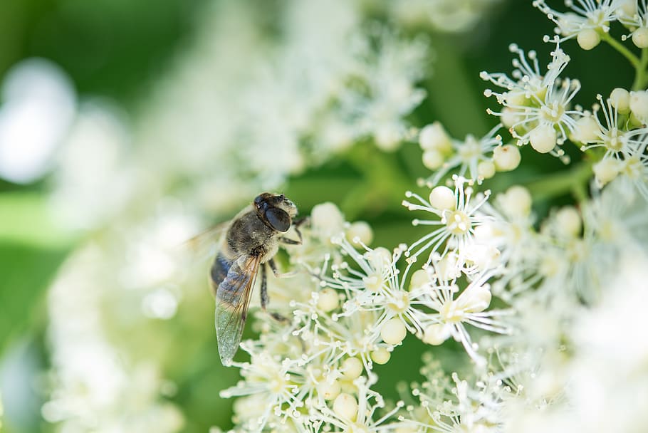 Bee on Flower, bloom, blossom, delicate, flora, flowers, growth HD wallpaper