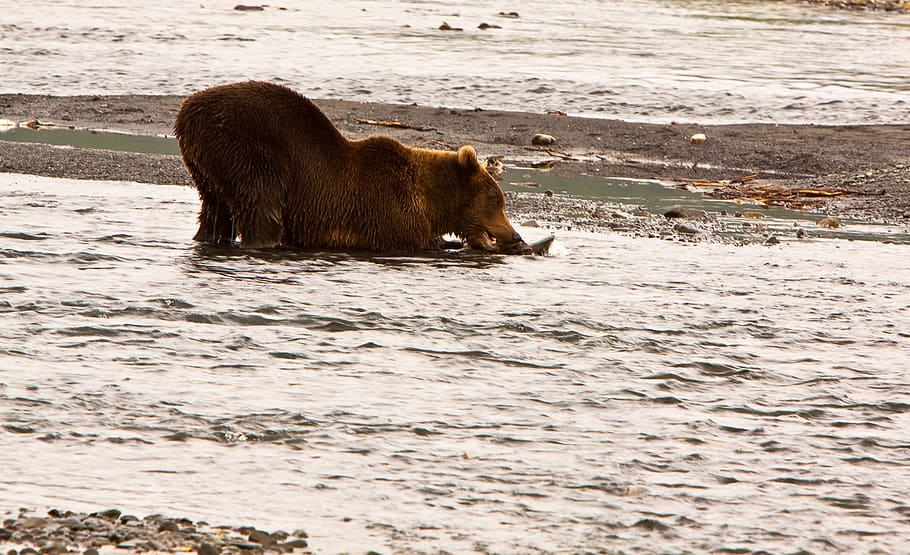 alaska, united states, brown bear, fish, river, sand, beach HD wallpaper