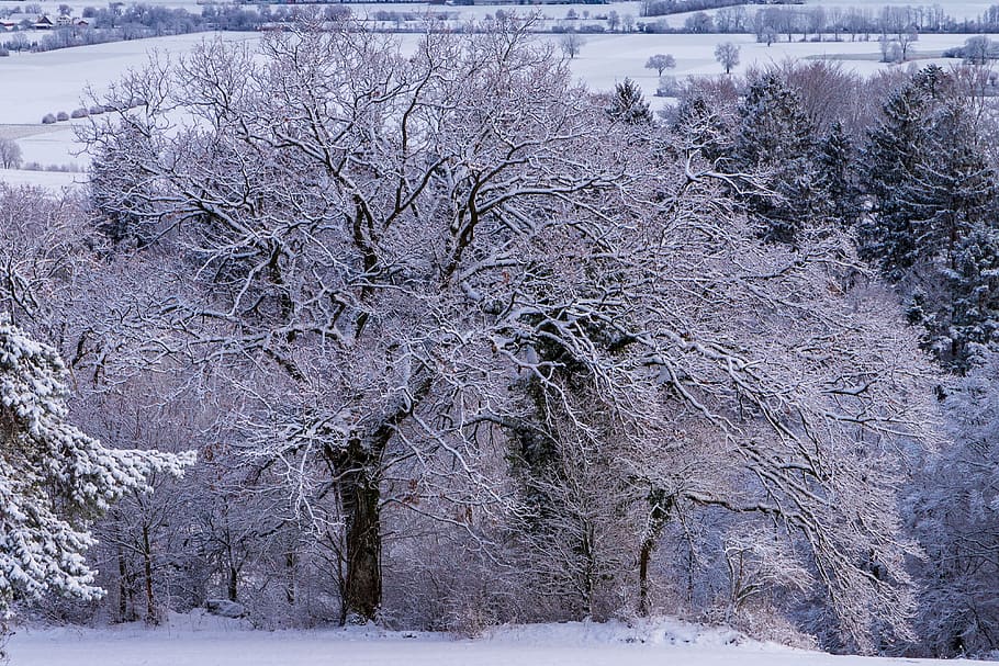 frost, cold, tree, snow, white, nature, frozen, wintry, landscape HD wallpaper