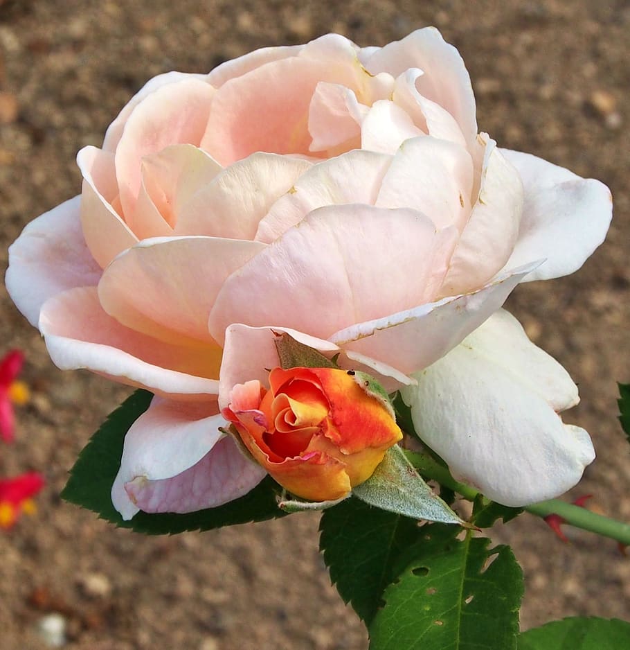 rose, blossom, bloom, bud, summer, apricot, garden roses, rose-marie height HD wallpaper