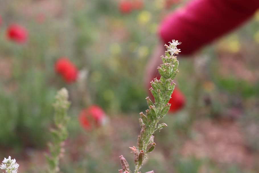 red flowers, spring, greenery, plant, growth, beauty in nature HD wallpaper