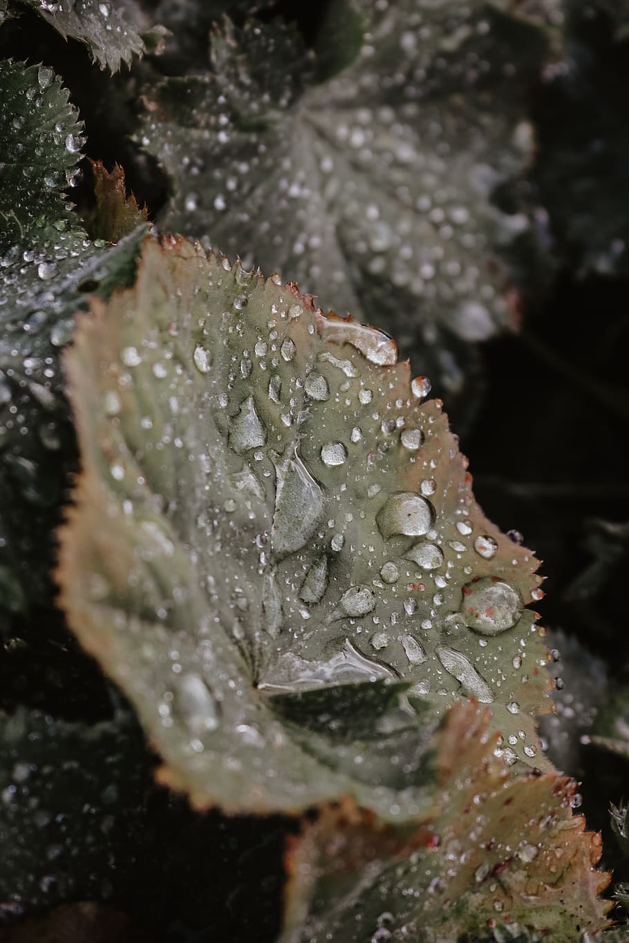 germany, juist, water, wet, drop, plant, close-up, growth, beauty in nature, HD wallpaper