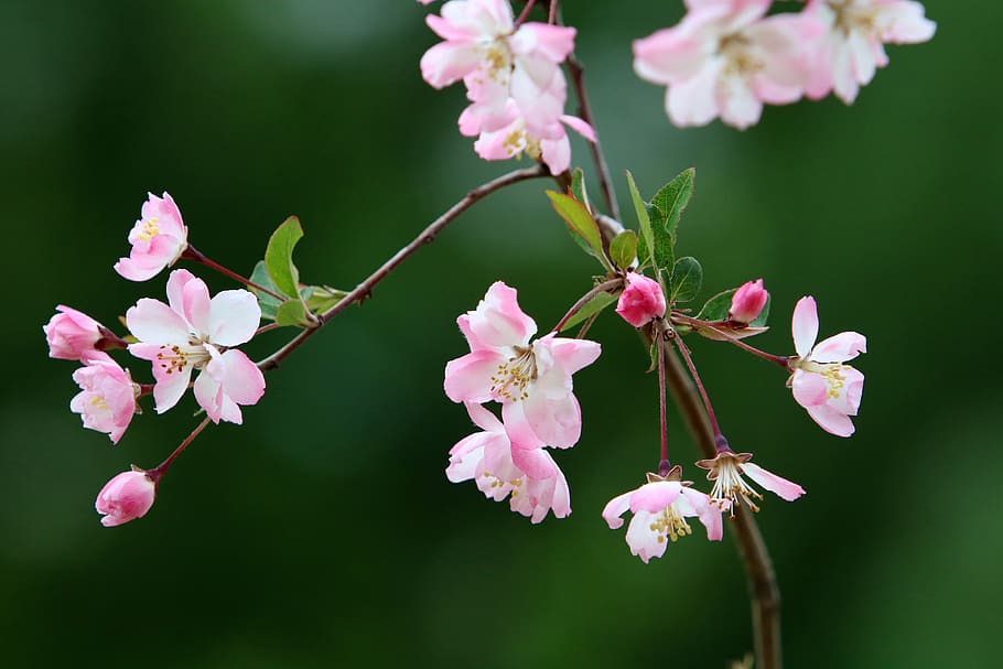 spring, spring flowers, nature, plants, season, garden, flowering HD wallpaper
