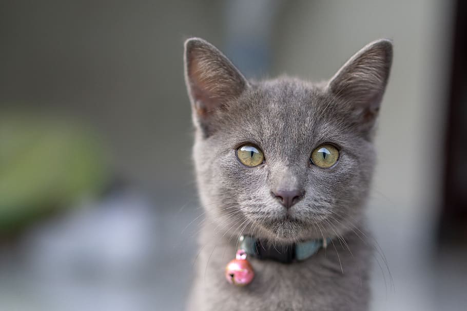 bali, denpasar, gray, cat, eyes, mammal, domestic, one animal HD wallpaper