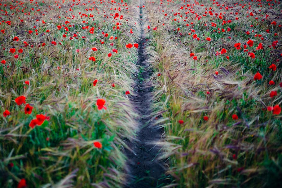 red petaled flower field, plant, growth, nature, day, land, beauty in nature HD wallpaper