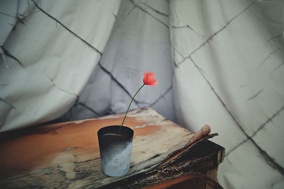 Red Petaled Flowers, abandoned, burnt, curtain, daylight, decay HD wallpaper