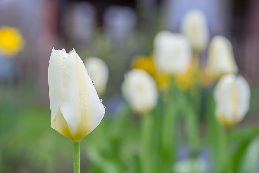 Yellow Petaled Flower, bloom, blur, bright, bud, close-up, color HD wallpaper