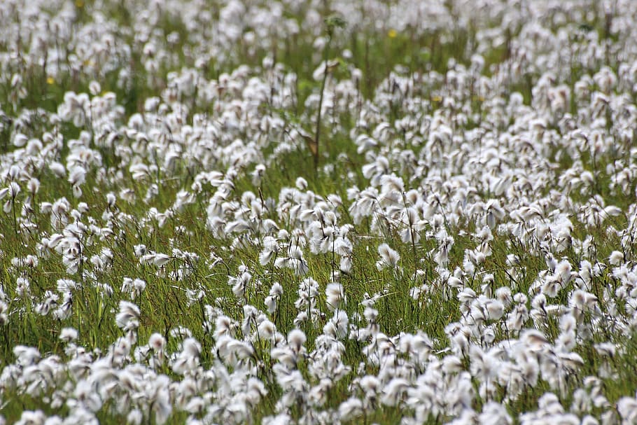 field, flowers, white, wind, blowing, focus, flowering plant HD wallpaper