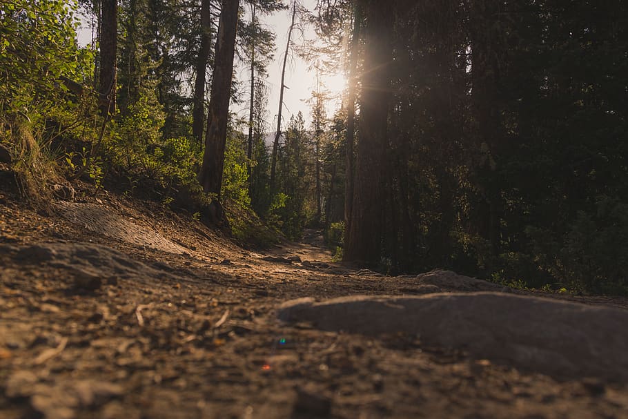 Under forest. Пихтовый лес тропа.