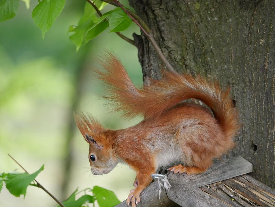 animals, squirrel, rodents, curious, animal themes, one animal HD wallpaper