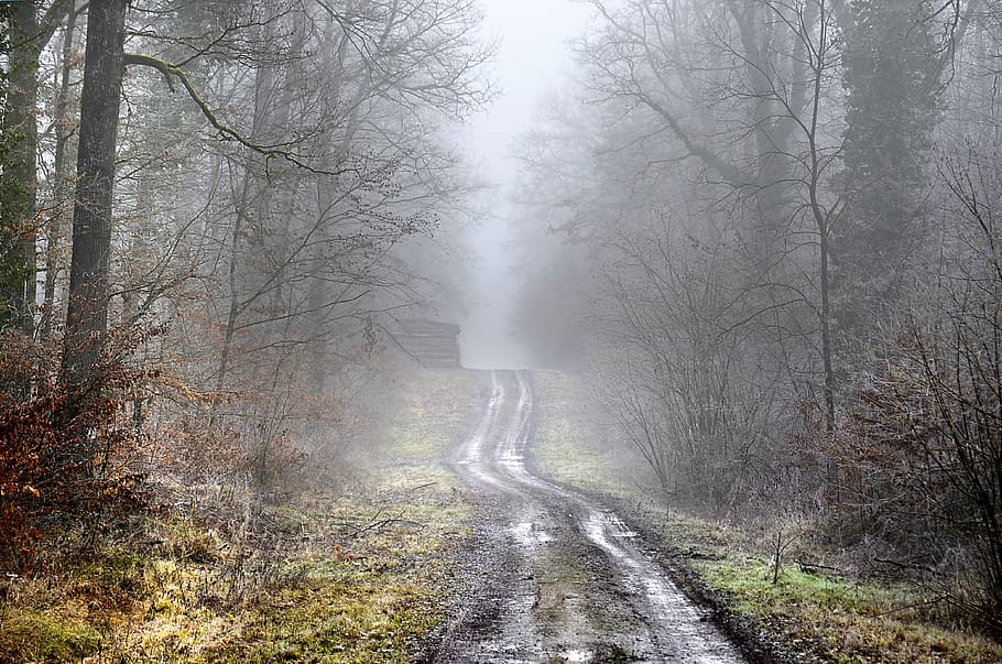 forest, path, winter, wet, wood, trees, nature, fog, trail HD wallpaper