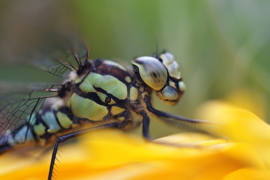 dragonfly, macro, bug, close up, invertebrate, insect, animal themes HD wallpaper