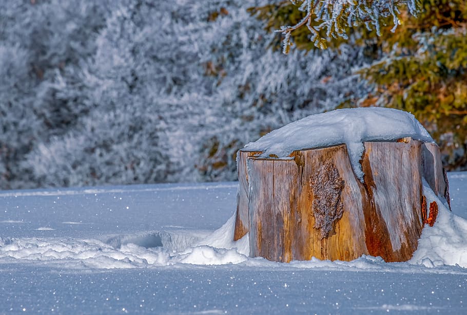 log, winter, tribe, snow, icy, frost, cold, forest, wintry HD wallpaper