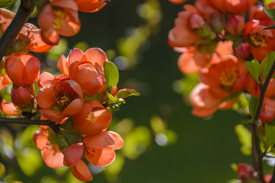 flower, red, petal, bloom, garden, plant, nature, autumn, fall HD wallpaper