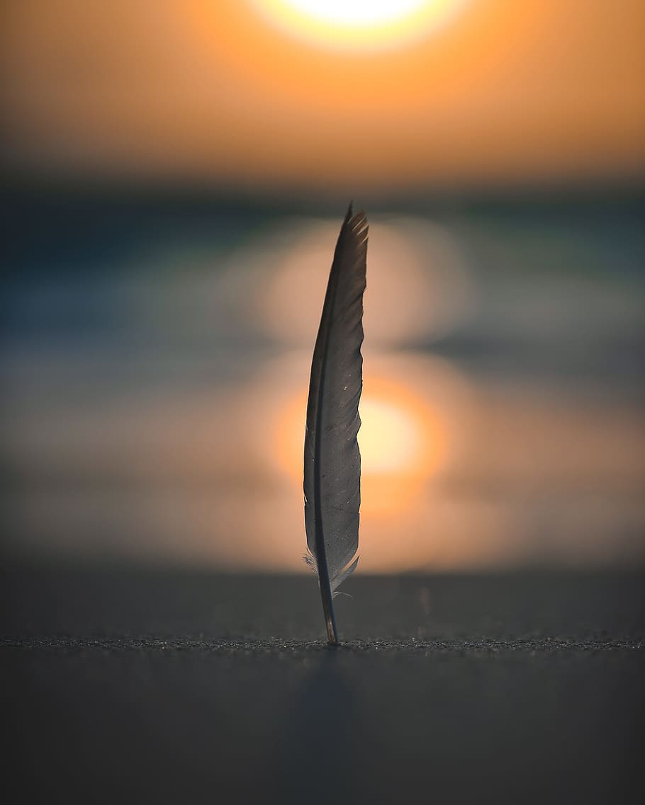 feather on sand in selective focus photography, sun, sunlight HD wallpaper