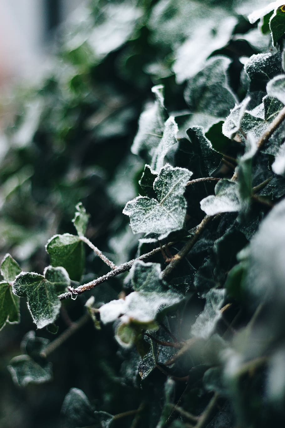 green-leafed plant, nature, ice, outdoors, frost, snow, tree HD wallpaper