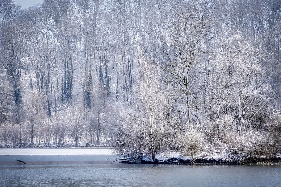 tree, winter, snow, landscape, nature, cold, wintry, snowy HD wallpaper