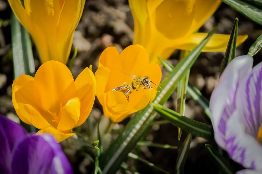 grass, insect, bee, yellow, flowers, flowering plant, invertebrate HD wallpaper