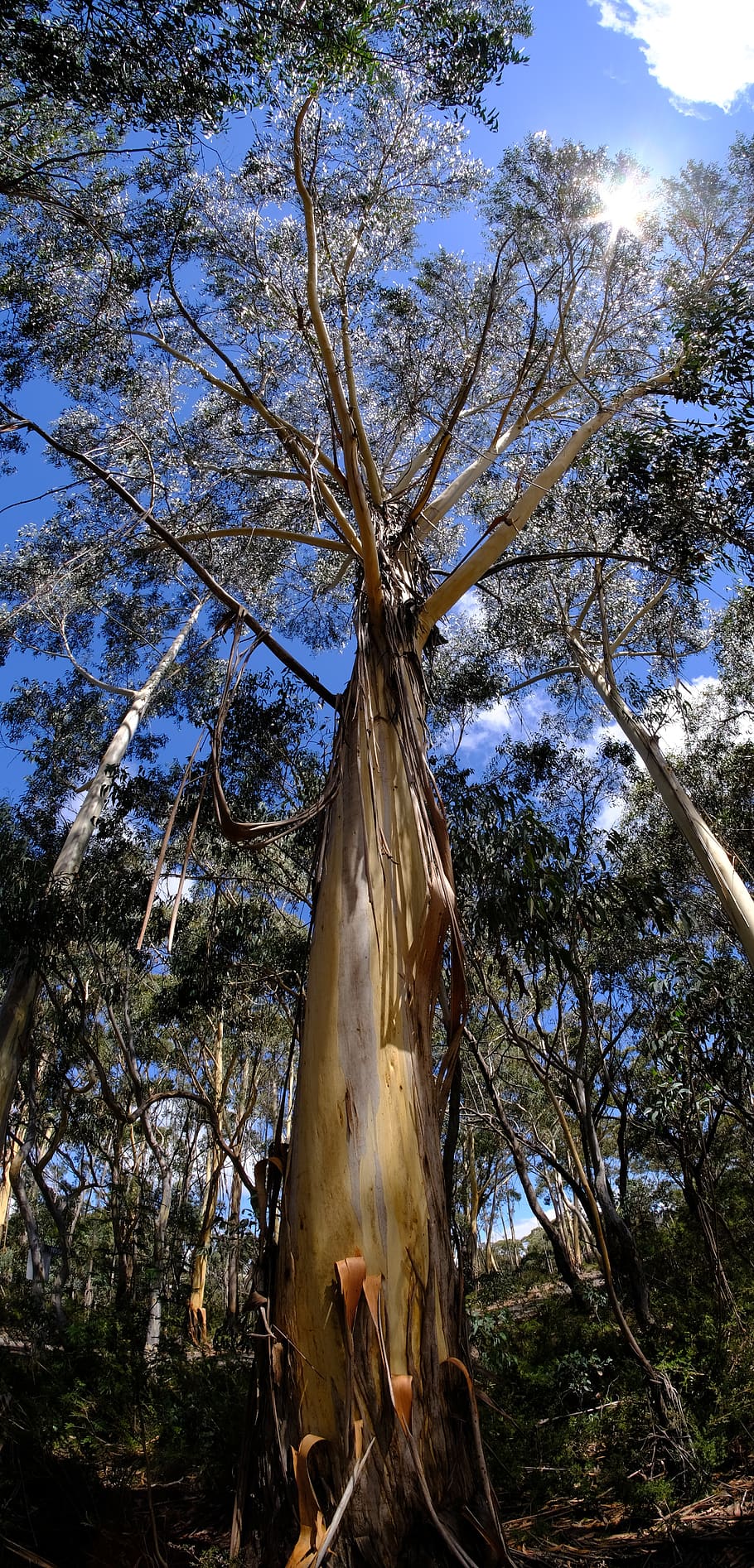 tree, eucalyptus tree, eucalyptuses, blaugummibaum, tribe, log HD wallpaper