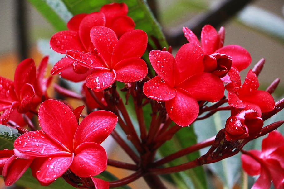 red, flower, flora, beauty in nature, plant, close-up, growth HD wallpaper