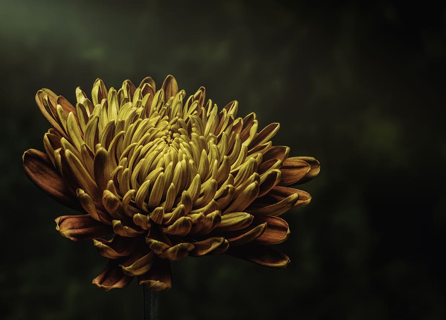 Photo of Yellow Petaled Flower, beautiful, blooming, bright, bud HD wallpaper