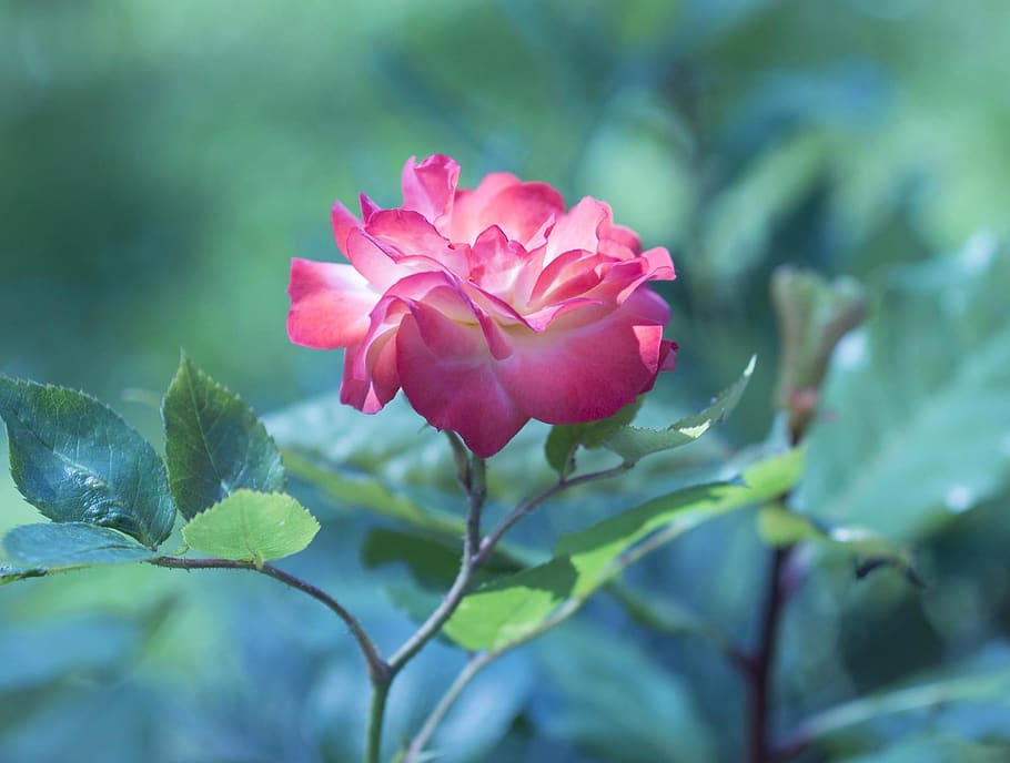 flower, nature, flora, leaf, garden, beauty in nature, plant HD wallpaper