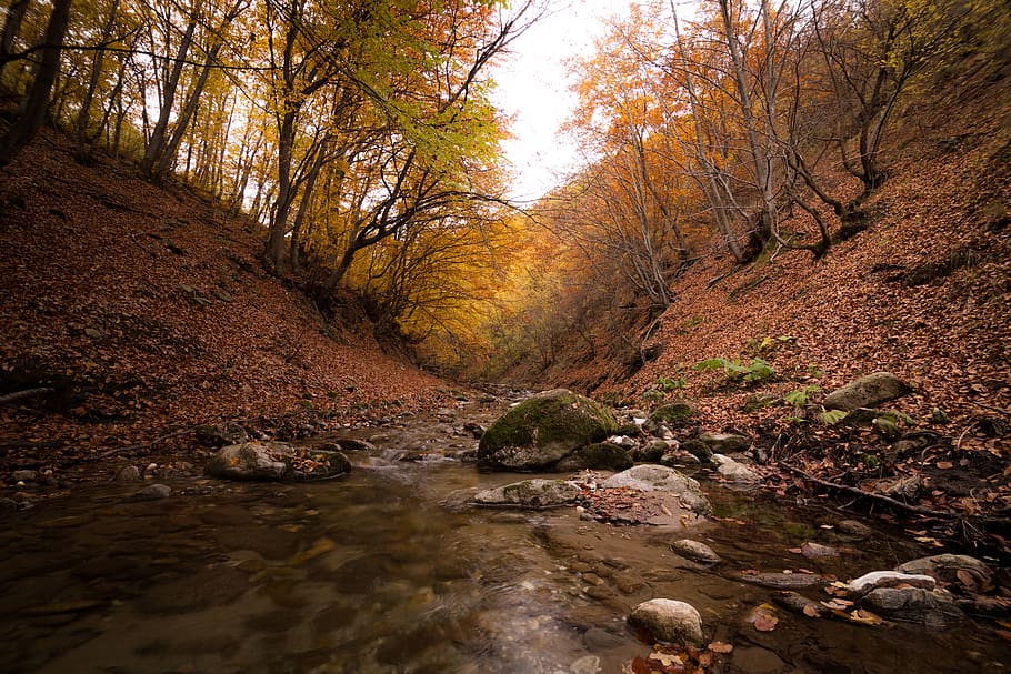 Selective Focus Photography of Brown Forest, daylight, environment HD wallpaper