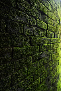 Photography of Bricks Covered with Moss, blur, brickwall, brickwork HD wallpaper