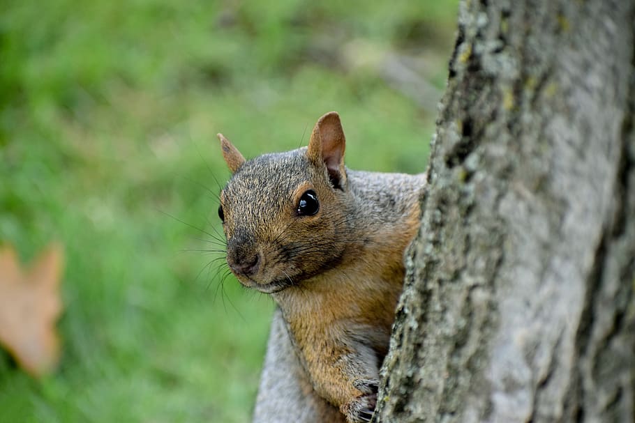 squirrel, tree, wood, trees, landscape, nature, forest, green HD wallpaper