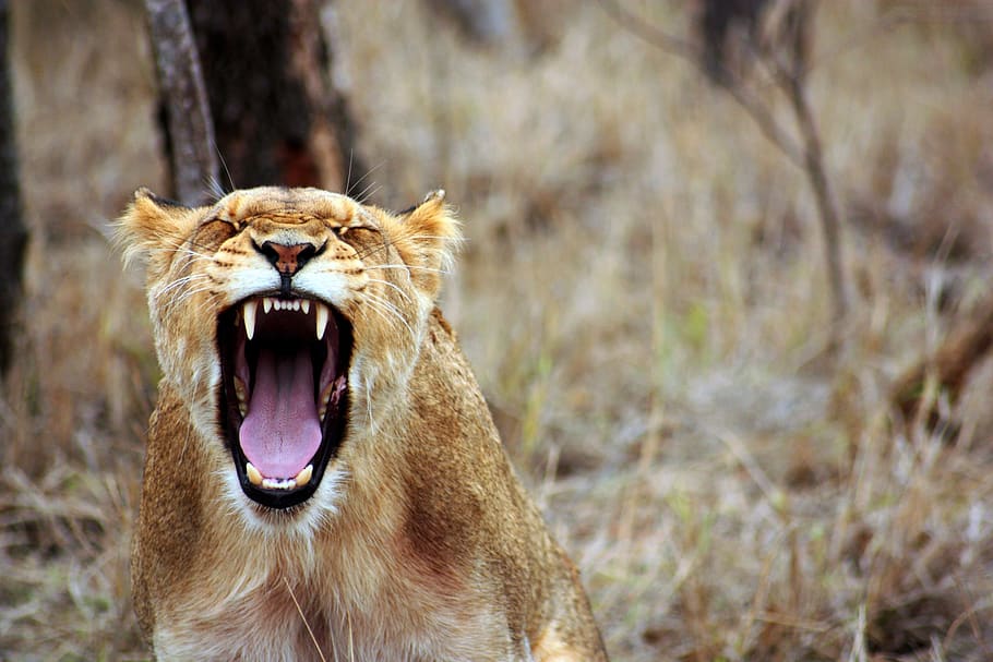 Lioness Roaring, africa, anger, animal, fauna, nature, safari, HD wallpaper
