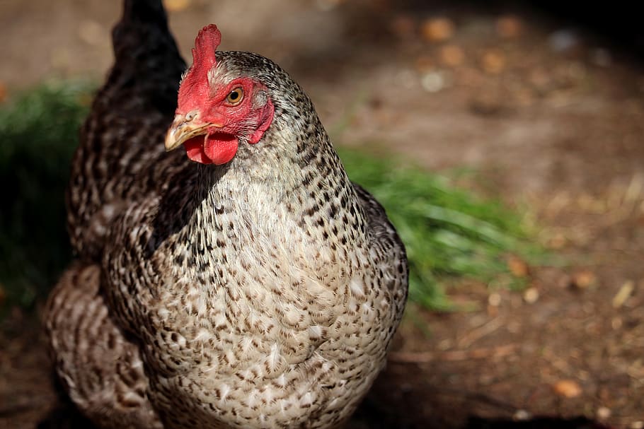 hen, grey, spotted, range, farm, bird, animal themes, chicken - bird HD wallpaper