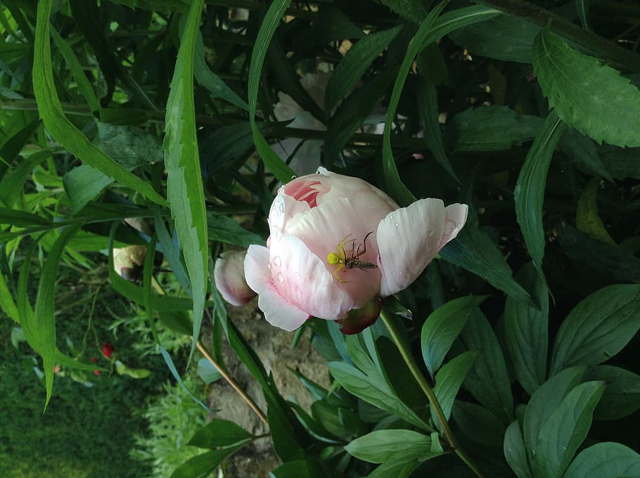 capture, spider, insect, peony, flower, beauty in nature, plant HD wallpaper