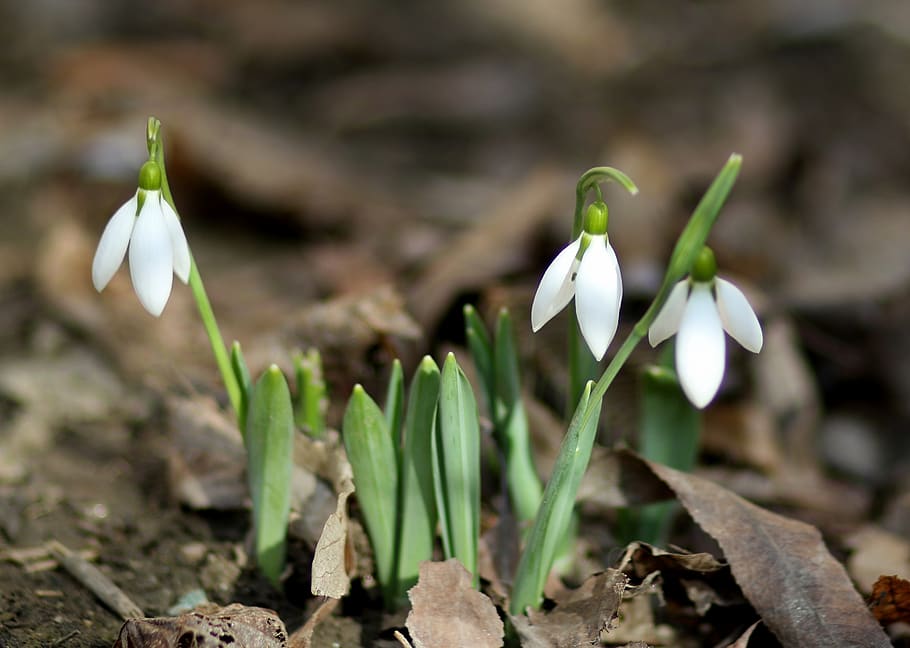 snowdrops, flower, white, spring, plants, supplies, nature HD wallpaper
