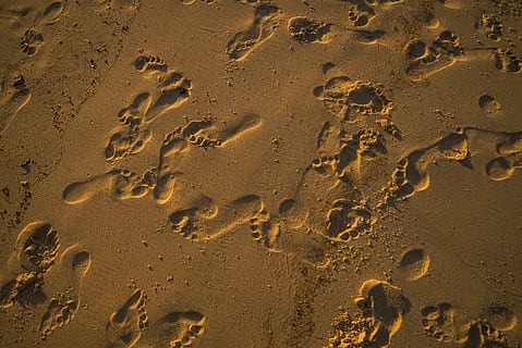 Photo of Footprints on Sand, beach, footsteps, mark, shore, land HD wallpaper