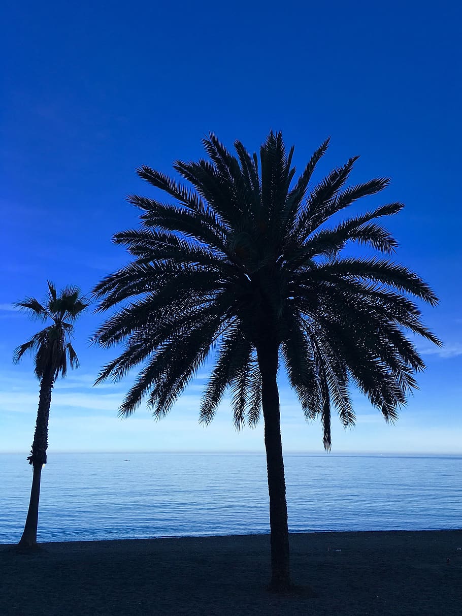 spain, málaga, beach, blue, malaga, sea side, palm tree, tropical climate HD wallpaper