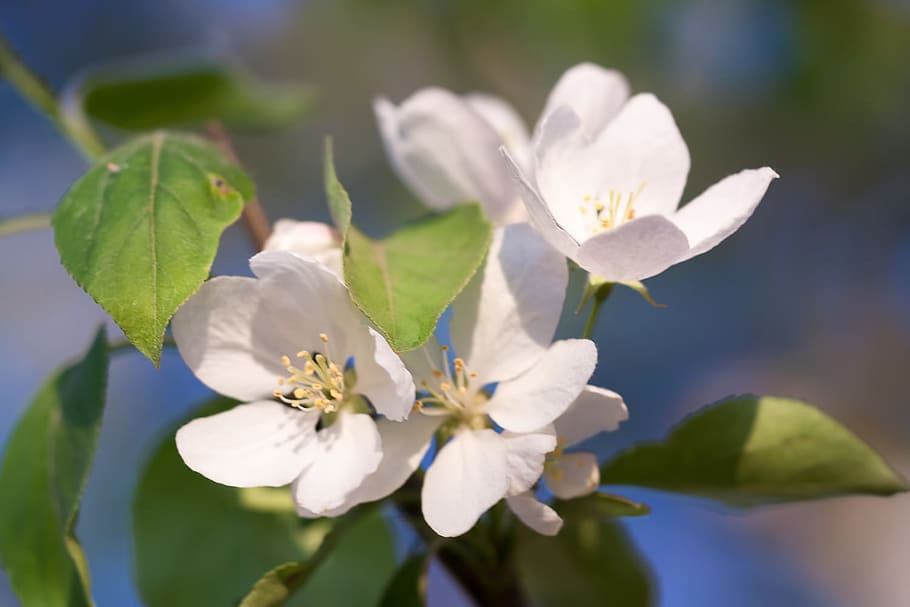 spring, flower, flowers, background, focus, closeup, outdoor HD wallpaper
