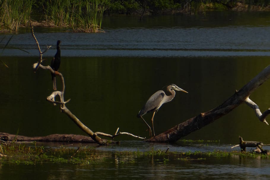 bird, animals in the wild, vertebrate, water, animal wildlife HD wallpaper