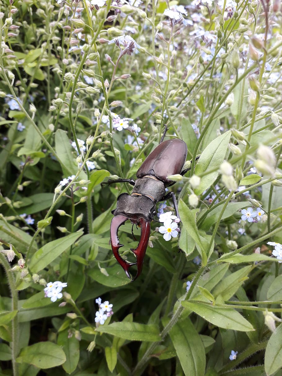 me-nots, summer, beetle, stag beetle, blue, green, grass, flowers, HD wallpaper