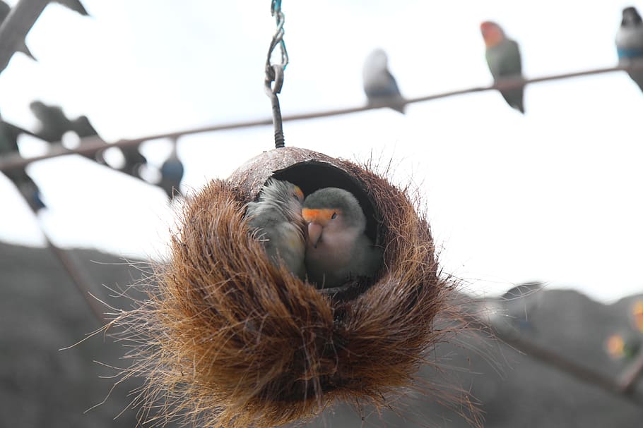 parrot, couple, nest, animal themes, animal wildlife, one animal HD wallpaper