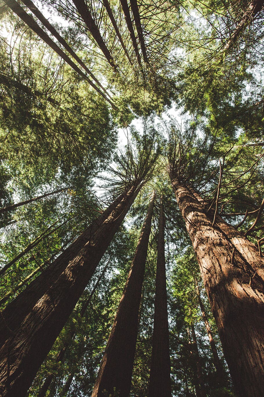 trees, forrest, plant, forest, tree trunk, growth, land, low angle view HD wallpaper