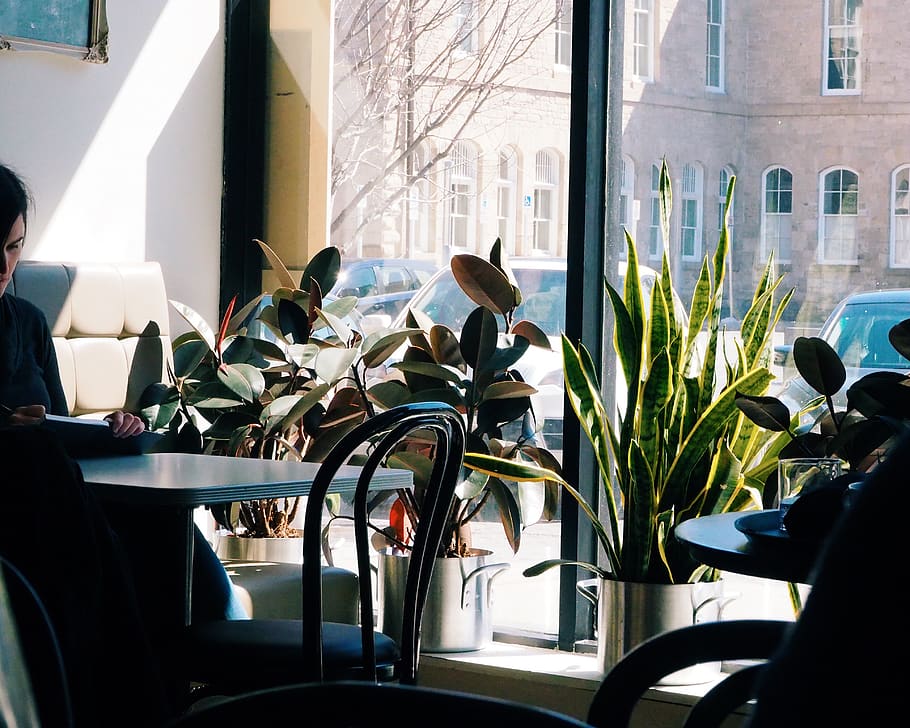 day, glass - material, plant, no people, window, architecture HD wallpaper
