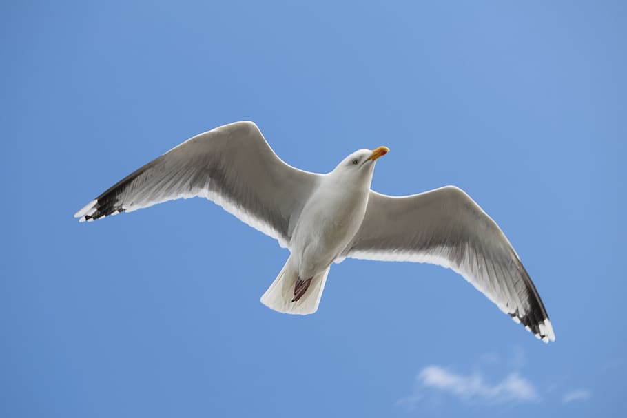 sky, gull, clouds, flying, animal themes, animal wildlife, animals in the wild HD wallpaper