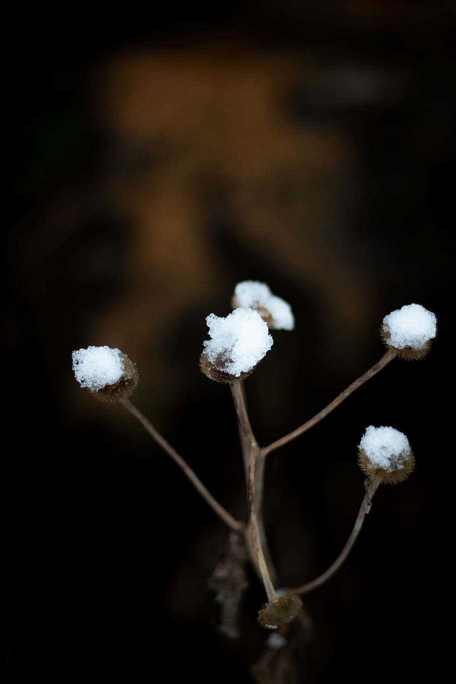 plant, dead, winter, snow, white color, beauty in nature, fragility HD wallpaper