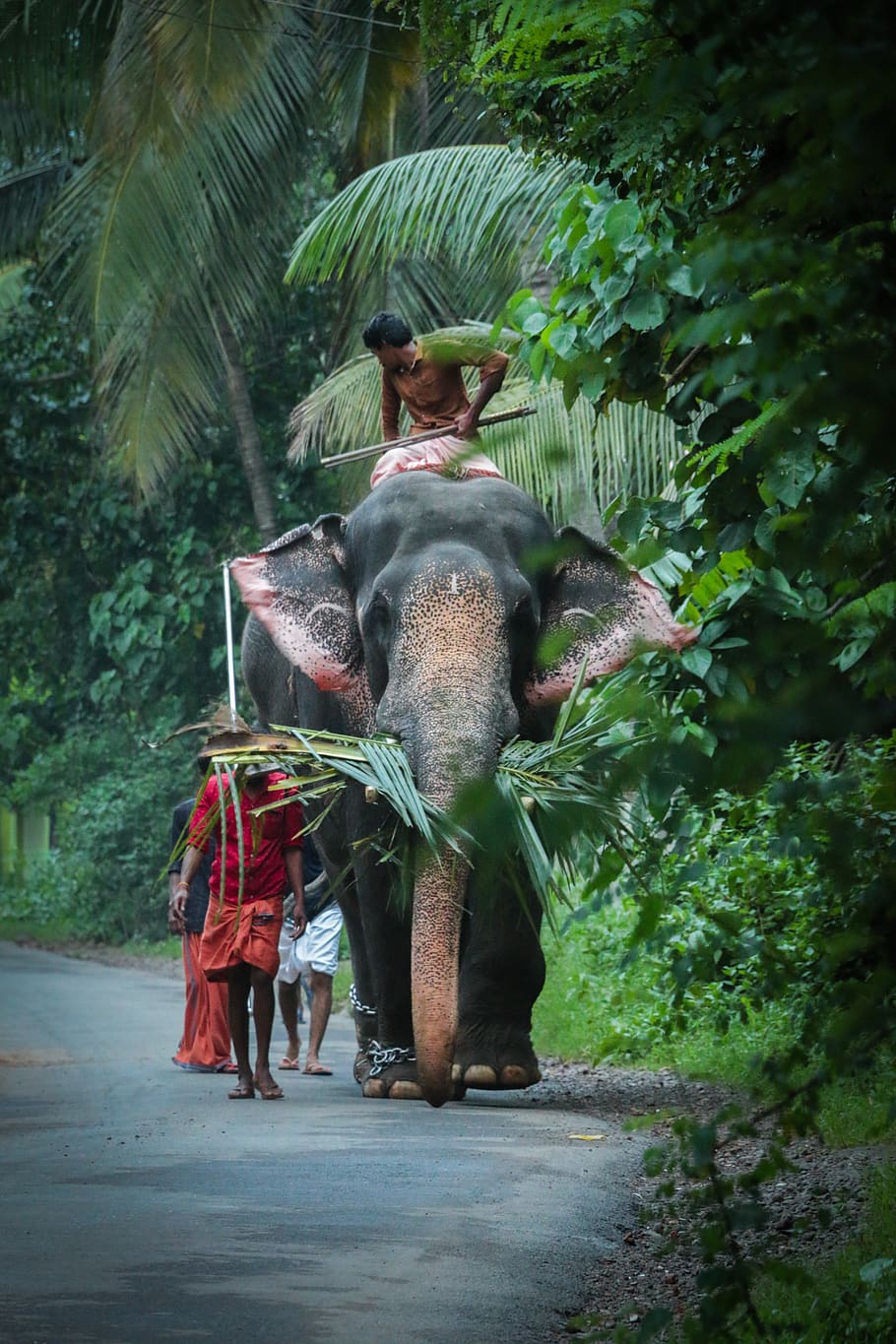 man riding elephant on road, human, person, people, furniture